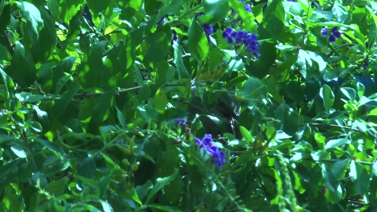 어미 조롱 새는 무성한 덤불에 숨겨진 아기와 함께 둥지에 앉아