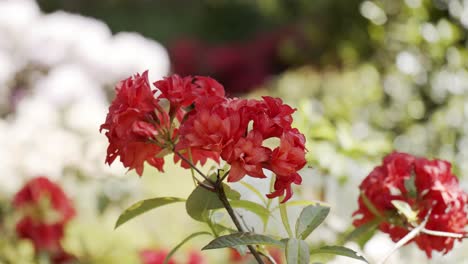 red rhododendron flower blooming on beautiful day with light breeze, close up slow motion shot