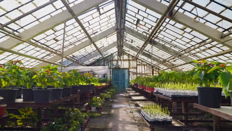 interior of a greenhouse with various plants