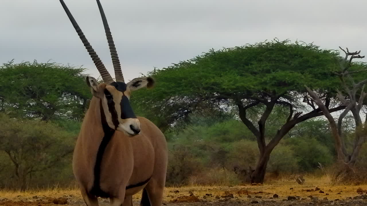 A close up portrait of a majestic Beisa Oryx standing in the African savanna