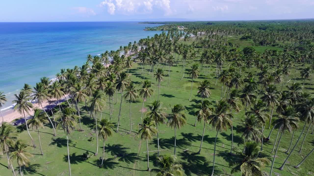 Aerial View of Tropical Palm Tree Grove on a Beautiful Beach
