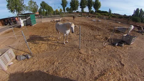 Hermosos-Caballos-Y-Un-Día-Soleado