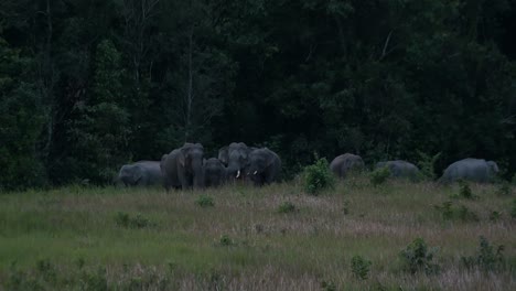 ready to move together, all look towards the camera and then turns around while a big bull shows its tail straightening out to show leadership, indian elephant elephas maximus indicus, thailand