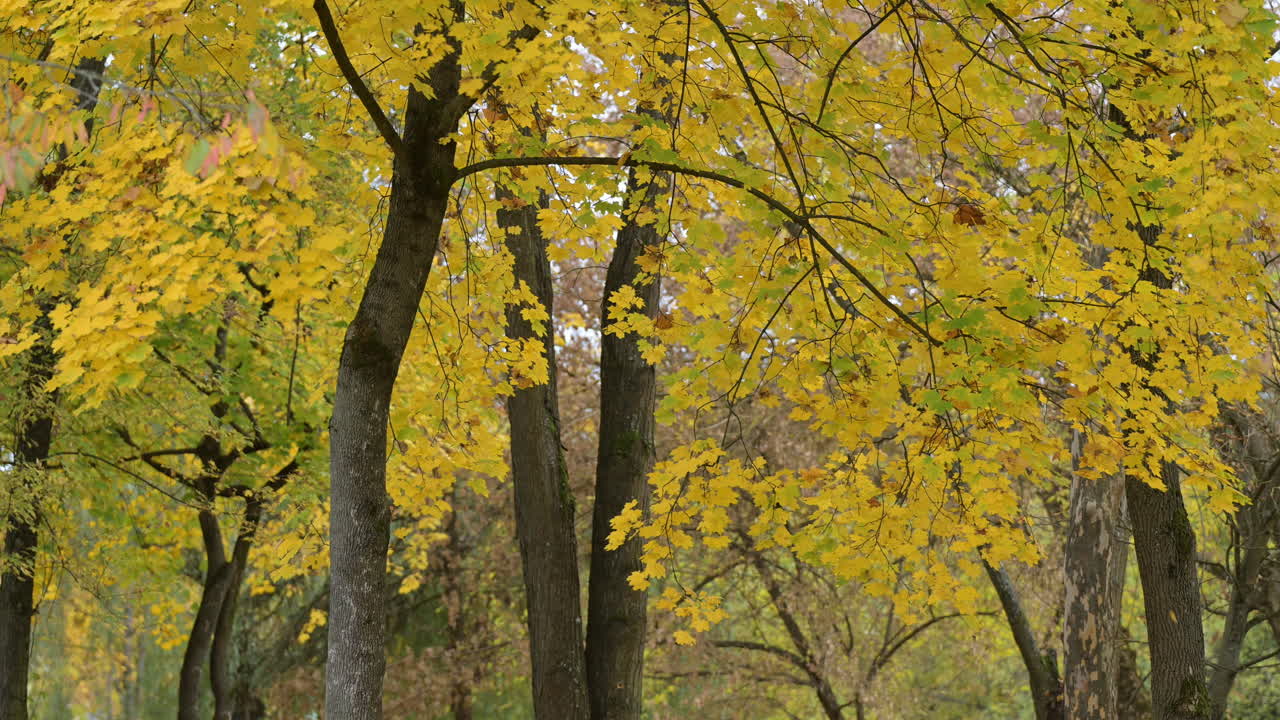 Bright yellow maple canopy in autumn forest