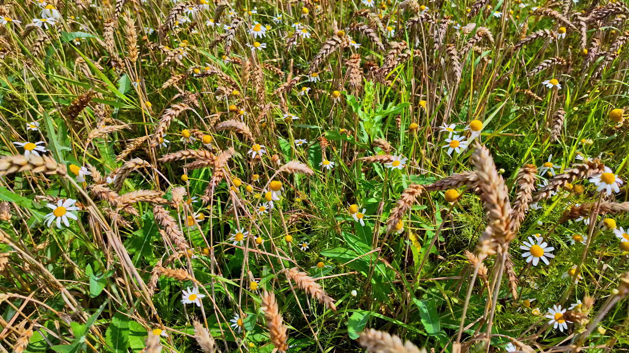 Field of wild grass with white daisies, bright yellow centers under sunny sky