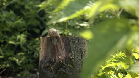 Un-Gran-Caracol-De-Jardín-En-La-Parte-Superior-Del-árbol