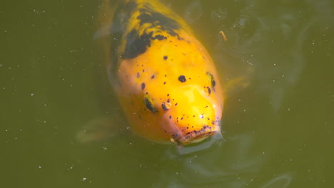 Macro-close-up-of-orange-colored-Koi-Fish-swimming-on-pond-surface-foraging-and-breathing