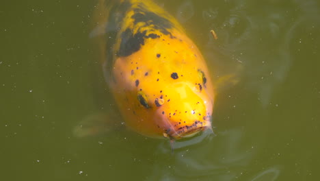 macro close up of orange colored koi fish swimming on pond surface foraging and breathing