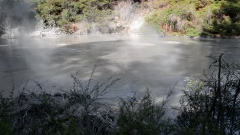 large bubbles ascending from the depth underneath hot mud pools in the new zealand forest in sunshine