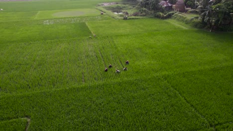 Hombres-Y-Mujeres-Agricultores-Que-Trabajan-En-La-Vista-Aérea-Del-Campo-De-Arroz-Verde.