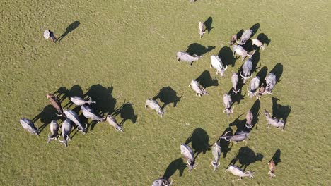 top down aerial view of herd of buffaloes grazing in an open field