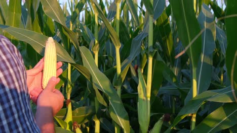 An Agronomist Cleans an Ear of Ripe Yellow Corn against the Background of a Corn Field Ripe Corn is Ready for Harvest an Agronomist Cleans an Ear of Ripe Yellow Corn against the Background of a Corn Field