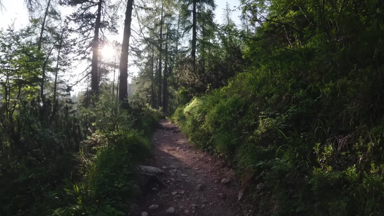 Hiking on a peaceful forest trail winds through dense greenery and tall pine trees, illuminated by soft sunlight filtering through the branches. The scene evokes a calm and refreshing atmosphere.