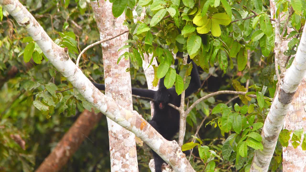 A lone black spider monkey rests quietly among the branches high in Peru’s lush Amazon rainforest.