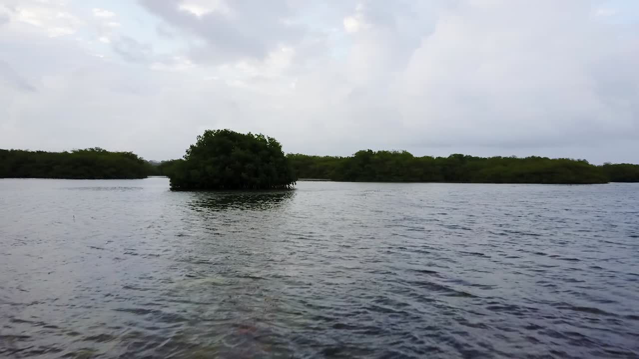 드론으로 콜롬비아 맹그로브 숲