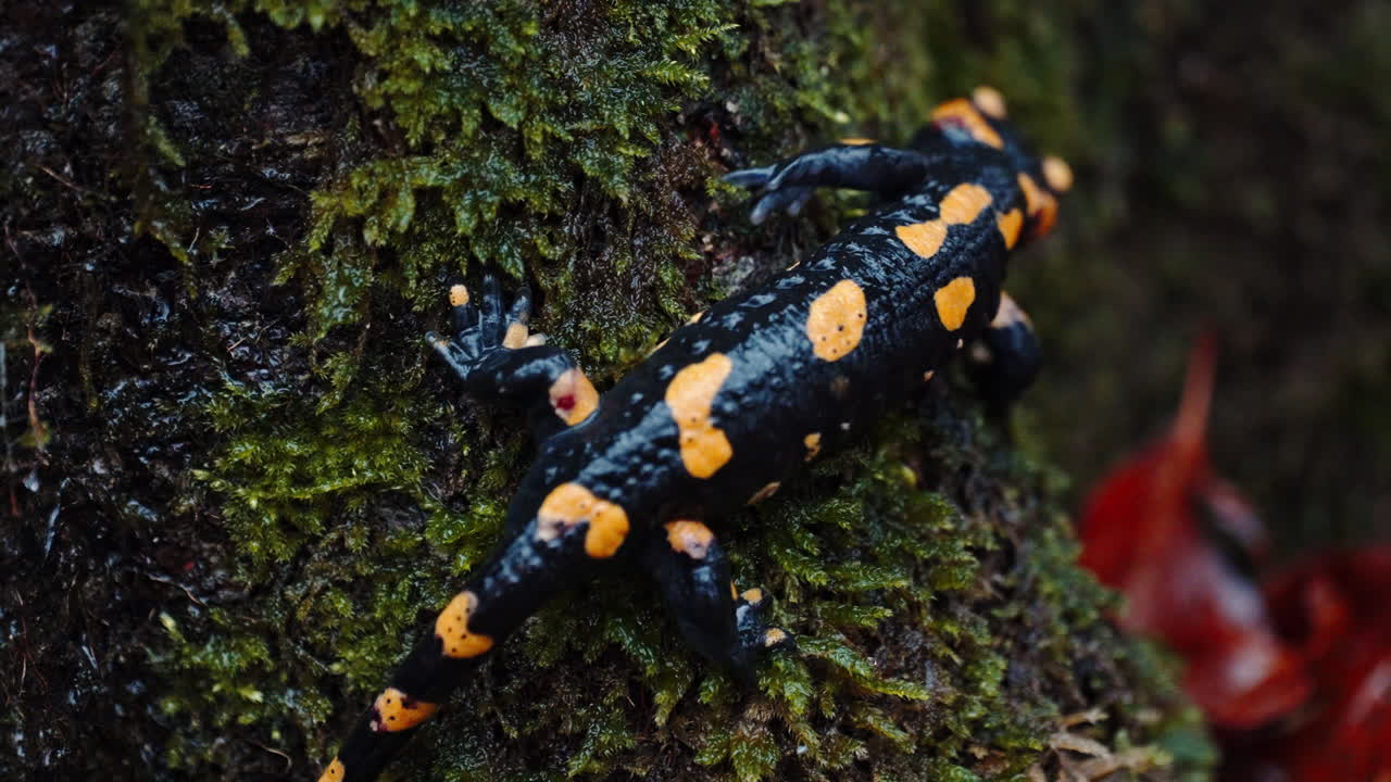 Fire salamander on a mossy tree trunk in a calm natural setting
