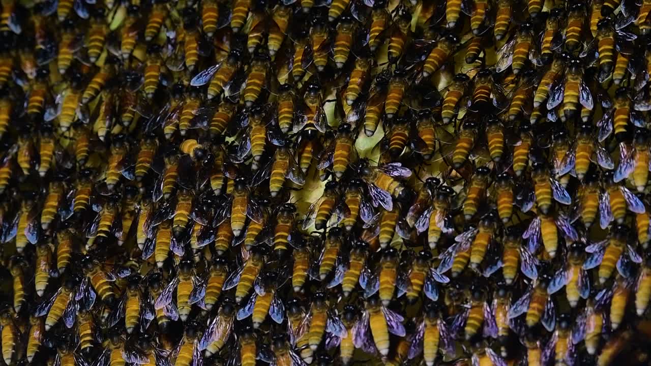 se sabe que las abejas melíferas gigantes construyen grandes colonias de nidos con bolsillos simétricos hechos de cera para almacenar miel como fuente de alimento.