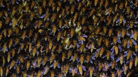 巨型蜜蜂 (giant honey bees) 建立了巨大的巢穴, 裡面有對稱的<unk>袋, 用來儲存蜂蜜作為食物來源.