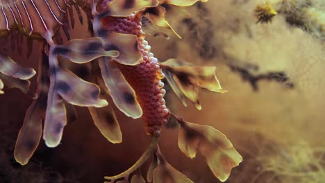 Leafy-Sea-Dragon-with-eggs-macro-close-ups-4k-slow-motion