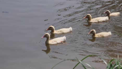 ducks and ducklings swimming together in water