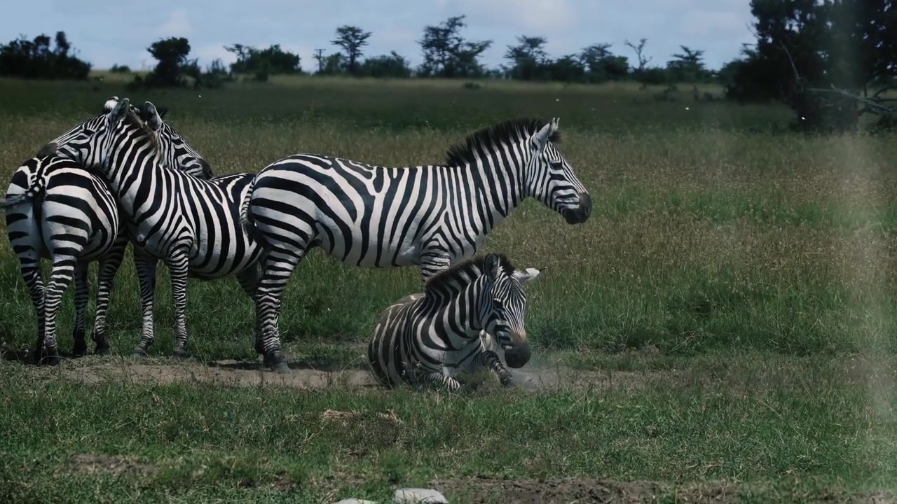 Famiglia di zebre in piedi insieme nella Riserva Nazionale Masai Mara, Kenya, che mostra la fauna selvatica africana nel paesaggio naturale della savana.