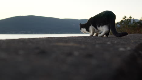 domestic cat exploring outside in evening by the coast