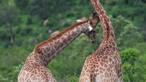 Cámara-Lenta,-Vista-Trasera,-De,-Dos,-Jirafas-Macho,-Necking,-Parque-Nacional-Kruger