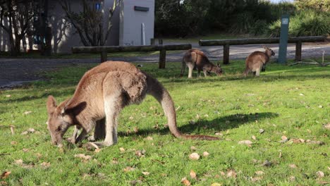 three grey kangaroos feed on grass at jervis bay's cave beach park in australia, locked shot