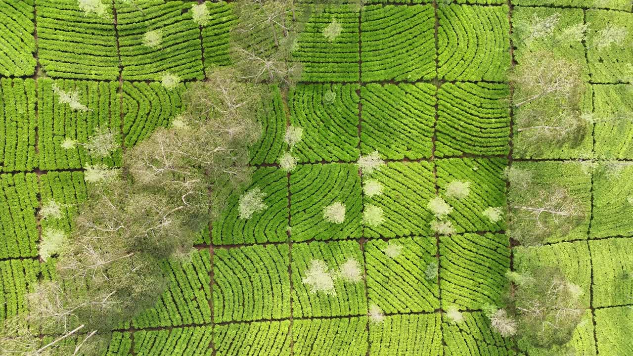 Aerial top down view of a vibrant green tea plantation landscape. The well-organized rows of tea plants form artistic patterns across the hillside. Bedakah Tea Plantation, Indonesia