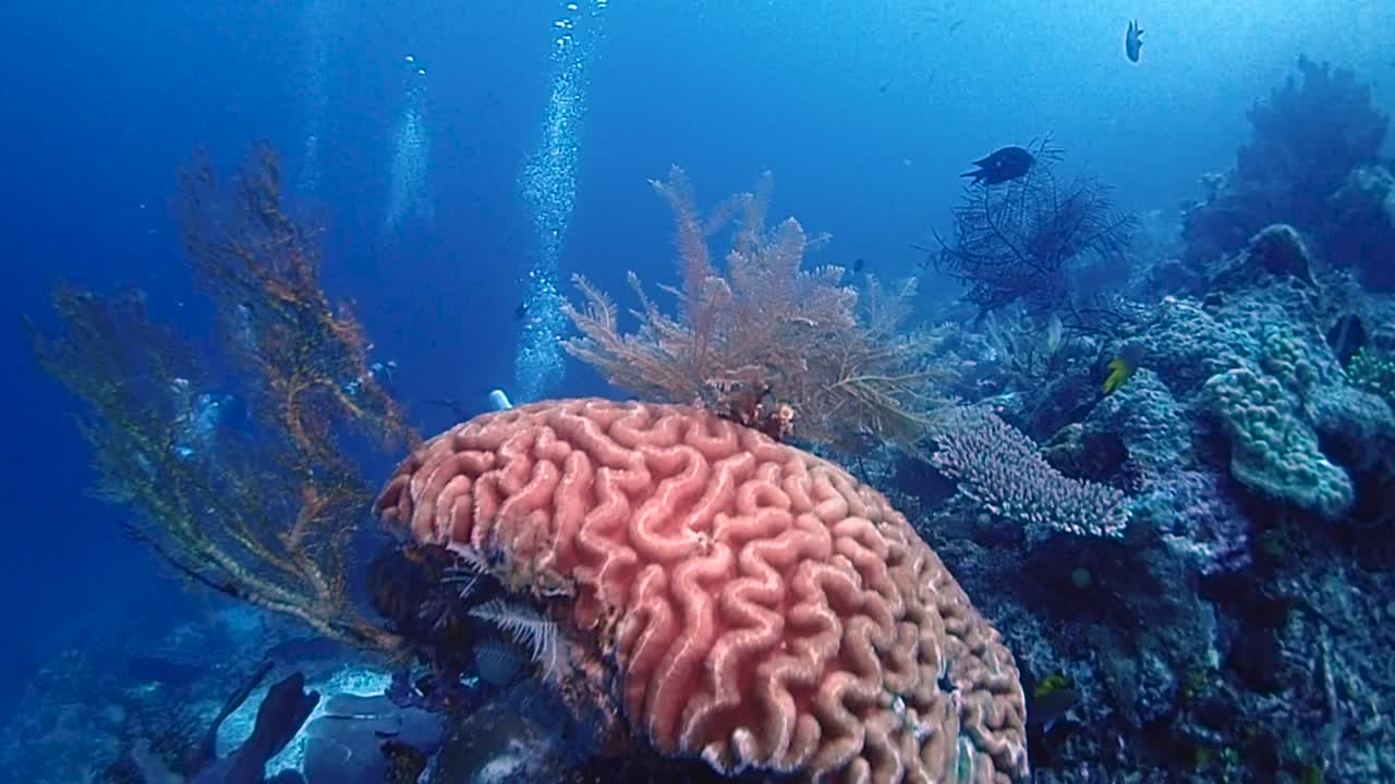 una barriera corallina in pendenza con gorgonie