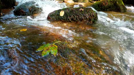 Agua-Corriente-De-Un-Tranquilo-Arroyo-En-Un-Entorno-Boscoso