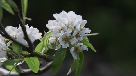 Pear-tree-blossoming-with-white-flowers-during-Spring-in-the-Pacific-Northwest