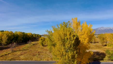 Autumn-flight-above-golden-leaves-to-view-a-rural-community-against-the-mountains-as-seagulls-fly-by