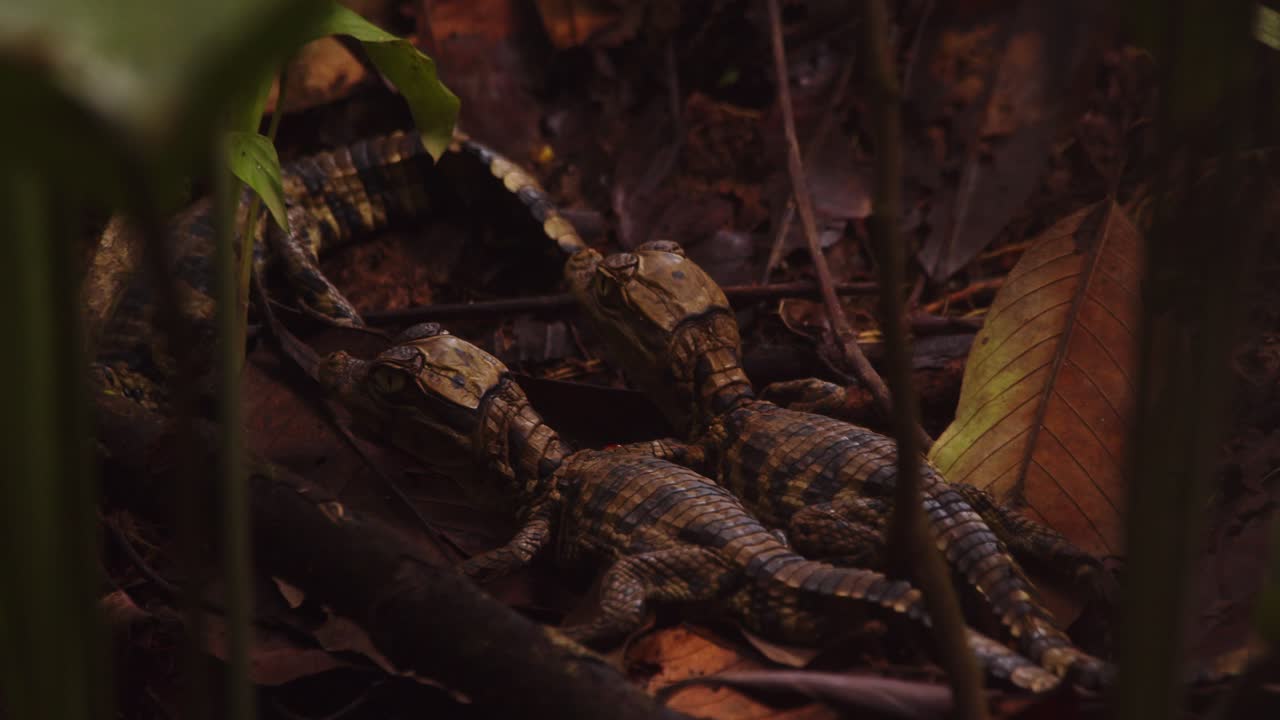 pan revela de un caimán jóvenes embrague en las orillas de la colocación inmóvil en la hojarasca