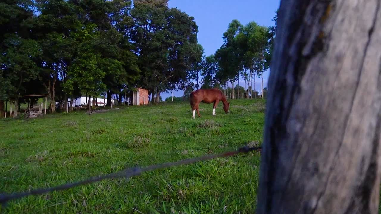 un caballo en campo abierto comiendo hierba durante el verano en brasil
