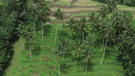 aerial birds eye shot showing terraced plantation fields with palm trees on bali island, indonesia