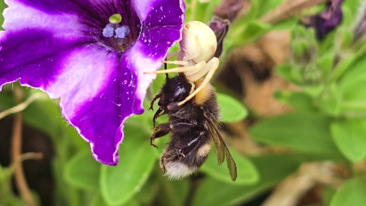 Un ragno granchio bianco cattura un bombo su un fiore di petunia viola vivido
