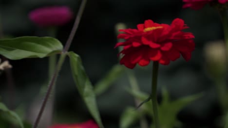 Colorful-gerberas-waving-in-the-wind,-side-view