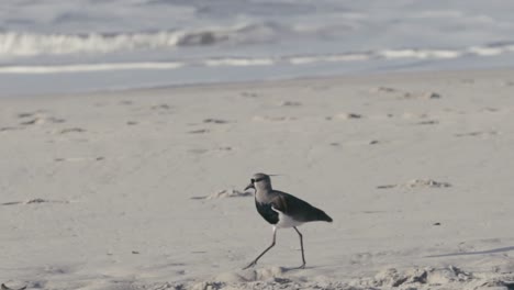 avefría del sur caminando en la playa