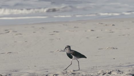 southern lapwing walking in the beach