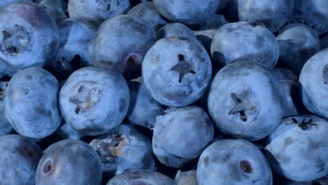 detail of blueberries. macro trucking shot. camera moves sideway to the right side. close-up, top view. bog bilberry, bog blueberry, northern bilberry or western blueberry (vaccinium uliginosum)