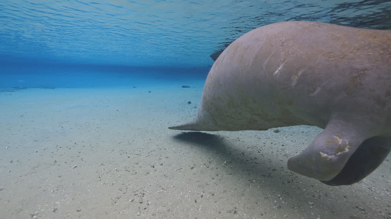 Manatee swims over sandy spring bottom with invasive suckerfish attached to its back in shallow, clear freshwater