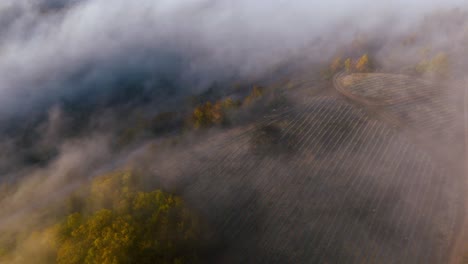 drone soars above forest rows wrapped in dawn mist in southwest france.