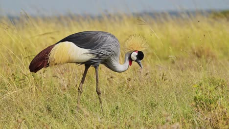 Zeitlupenaufnahme-Von-Graukronenkranichen,-Die-Auf-Den-Gräsern-Der-Trockenen-Savannensavanne-Laufen-Und-Sich-Ernähren,-Während-Sie-Im-Masai-Mara-Nationalreservat,-Kenia,-Afrika-Grasen.-Safaritiere-In-Der-Masai-Mara