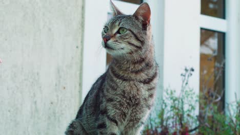 un gato gris sentado cerca de una ventana con otro gato mirando a su alrededor y relajándose en la sombra durante un claro día de verano