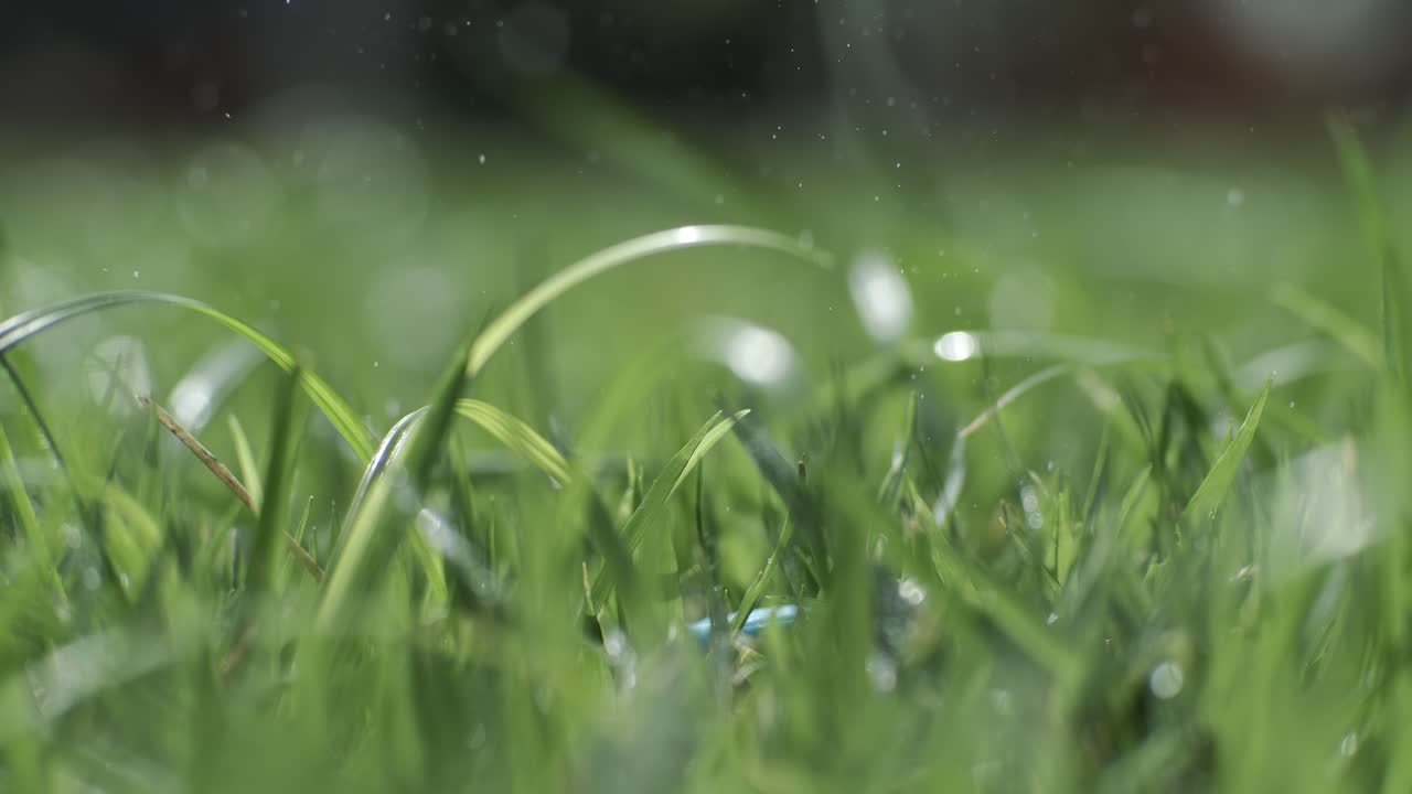 초록색 잔디가 잔디 위에 천천히 떨어지는 방울의 클로즈업입니다. 슈퍼 슬로 모션 카메라로 촬영되었습니다.