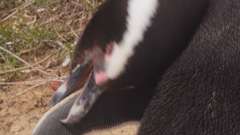 closeup shot of a megellanic penguin bird meticulously cleaning its feathers with its beak