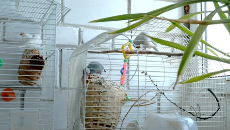 amadina birds in cage jump and fly in room near window or in pet store.