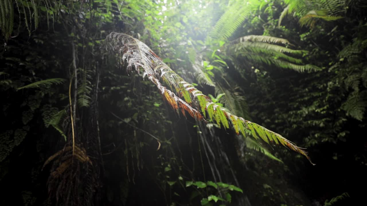 a tilt pan shot of a fern in a tropical rainforest under a waterfall during the rainy season in jungle rainforest of Tanzania surrounded by green trees and plants
