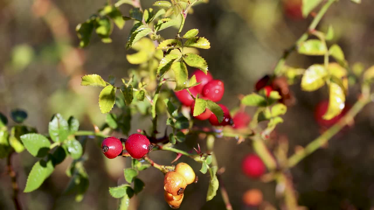 Close-up of rosehip branches with vibrant berries in natural sunlight, showcasing dynamic camera focus and movement